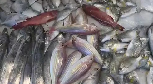 厦门一年轻妈妈买下2700多元海鲜,新一轮伏季休渔期即将到来